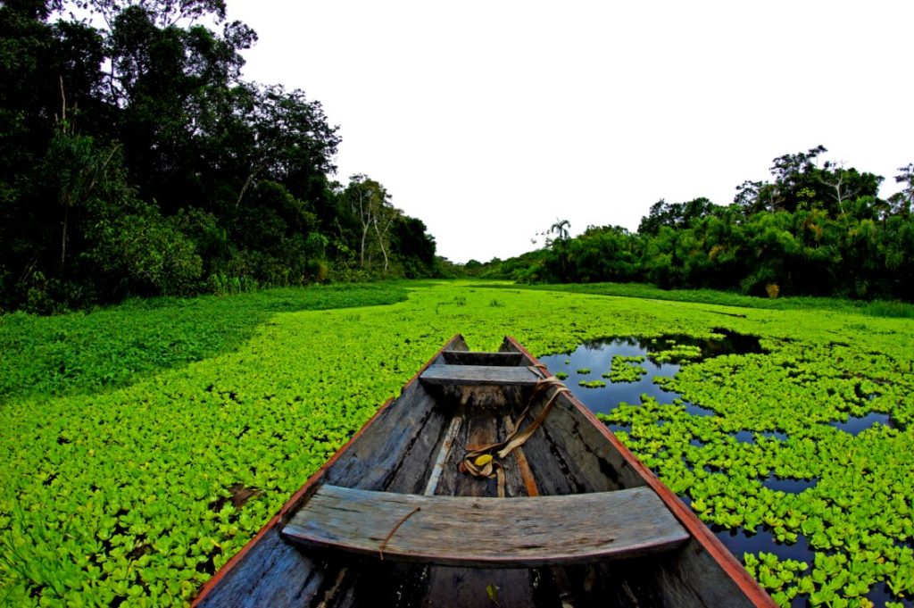 AMARILLA AMAZONAS